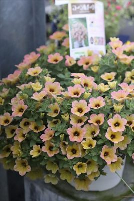 写真 2026-04-25 17 57 00_R_1