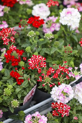 写真 2026-04-30 17 33 03_R_1