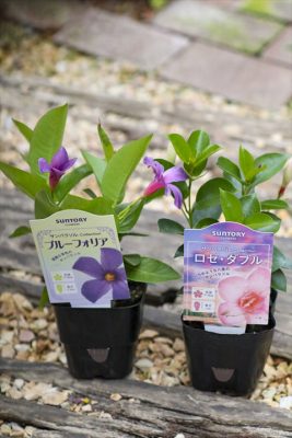 写真 2026-04-19 15 51 23_R_1