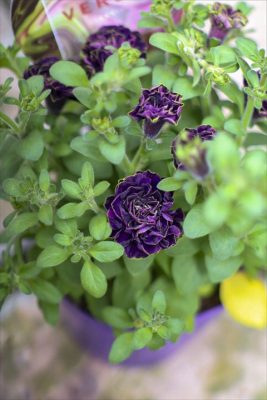 湘南バティカーノ・プチヴェルデ