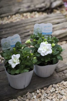 写真 2026-04-03 17 25 15_R_1