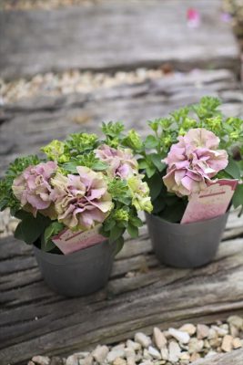 写真 2026-04-02 16 27 00_R_1