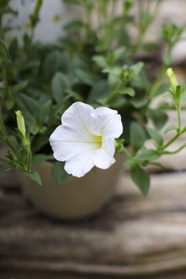 スーパーチュニア・ビスタスノー (3)