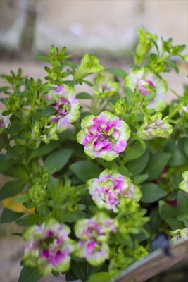 湘南プチローザ・プチヴェルデ