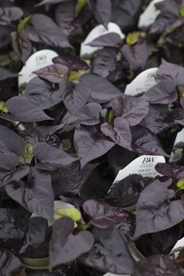 写真 2026-04-23 18 09 20_R_1