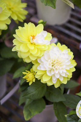 写真 2026-04-04 16 51 08_R_1