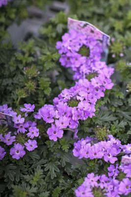 写真 2026-04-03 17 16 28_R_1