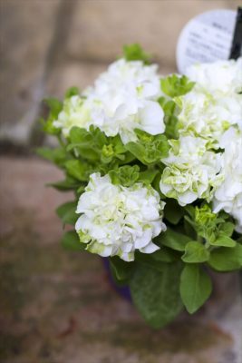 グランヴェルデ湘南マルモ (1)