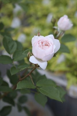 写真 2026-04-25 18 00 26_R_1