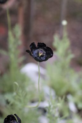 写真 2026-03-30 6 27 31_R_1