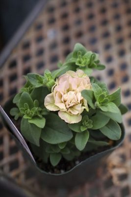 写真 2026-04-24 17 13 04_R_1