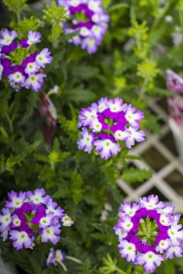 写真 2026-04-20 16 02 43_R_1