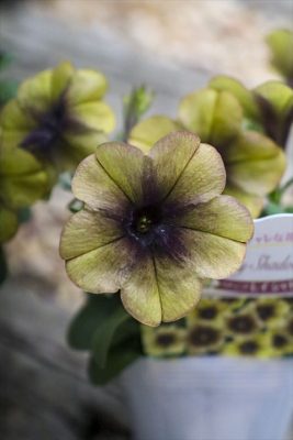 写真 2026-04-14 16 31 49_R_1