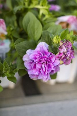 ベルチャーム・エレン (2)