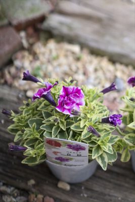 写真 2026-04-02 16 29 23_R_1