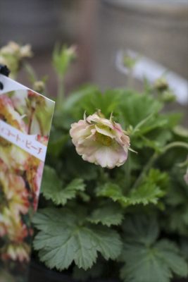 写真 2026-03-30 17 26 53_R_1