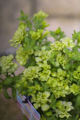 湘南リプル・ウーヴァ