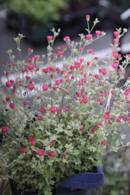 写真 2026-04-25 17 57 18_R_1