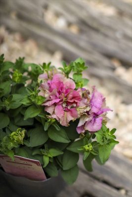 写真 2026-04-12 16 13 38_R_1