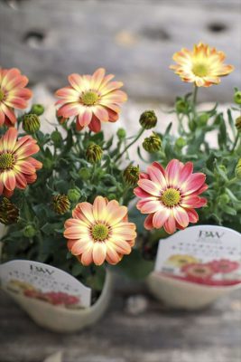 写真 2026-04-02 16 31 38_R_1