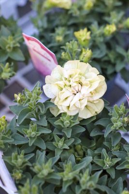 フレル・シューフルール (2)