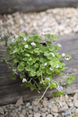 写真 2026-04-02 16 32 42_R_1