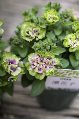 写真 2026-04-18 16 27 52_R_1