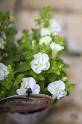 湘南ピスタチオ・プチヴェルデ