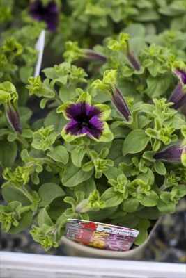 写真 2026-04-15 17 02 26_R_1