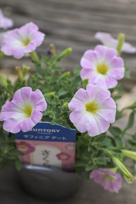 写真 2026-05-06 16 56 18_R_1