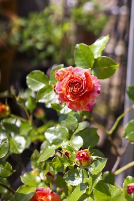 写真 2026-05-02 9 16 32_R_1