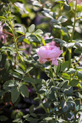 写真 2026-05-02 9 20 49_R_1
