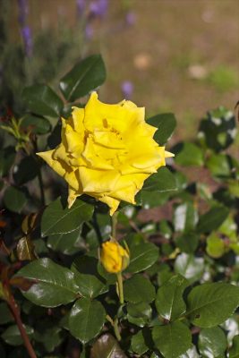 写真 2026-05-02 9 10 41_R_1