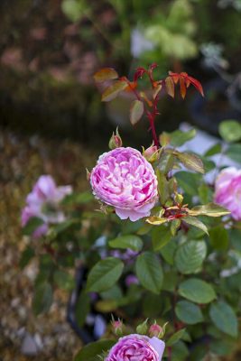 写真 2026-05-02 9 22 48_R_1