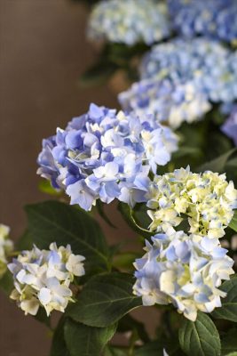 写真 2026-05-08 17 17 41_R_1