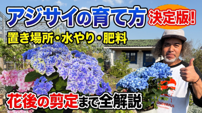 アジサイの育て方