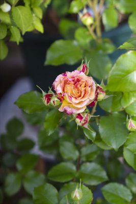 写真 2026-05-04 17 21 23_R_1