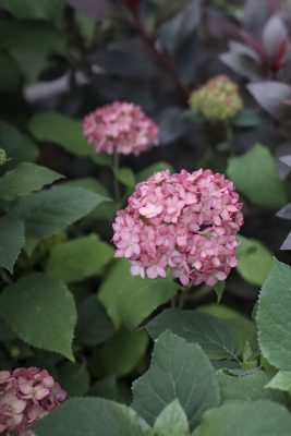 写真 2026-05-28 17 48 05_R_1