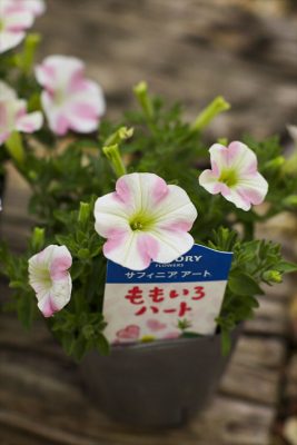 写真 2026-05-09 16 48 24_R_1