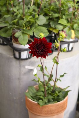 写真 2026-05-15 17 03 37_R_1