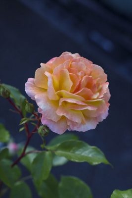 写真 2026-05-15 6 08 55_R_1