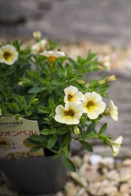 写真 2026-05-24 17 09 49_R_1
