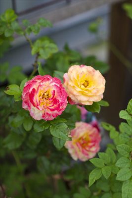 写真 2026-06-30 16 41 17_R_1