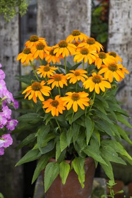 写真 2026-06-20 16 12 54_R_1