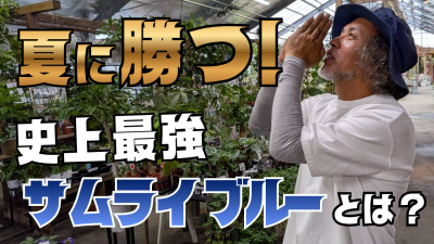 夏に勝つ！