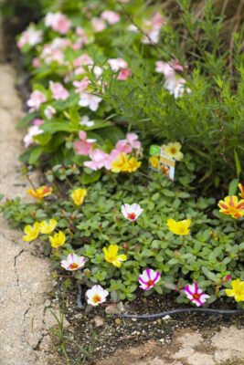 写真 2026-07-20 11 03 08_R_1