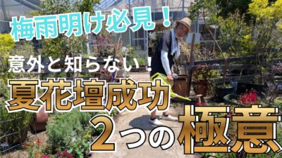 梅雨明け7月に植える! (2)