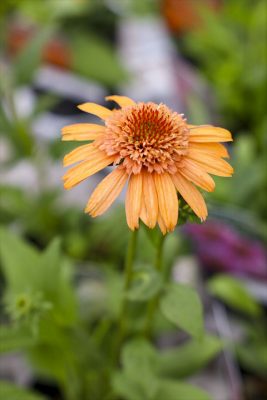 写真 2026-07-02 16 17 01_R_1