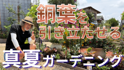 銅葉を引き立たせる