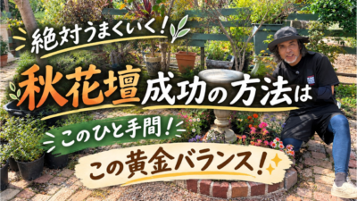 秋花壇成功